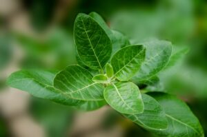 ashwagandha benefits and risks
