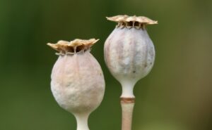 does gabapentin make you sleepy 1