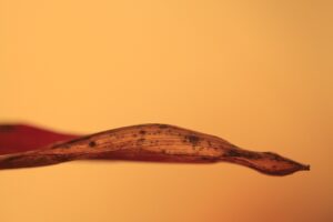 find a vascular surgeon