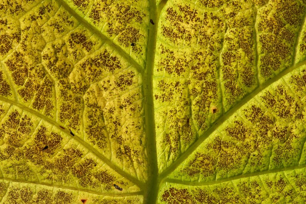 How to Treat Poison Ivy Rash: Home Remedies and When to See a Doctor