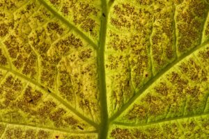how to treat poison ivy