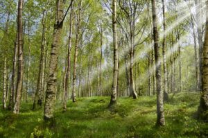 montelukast side effects