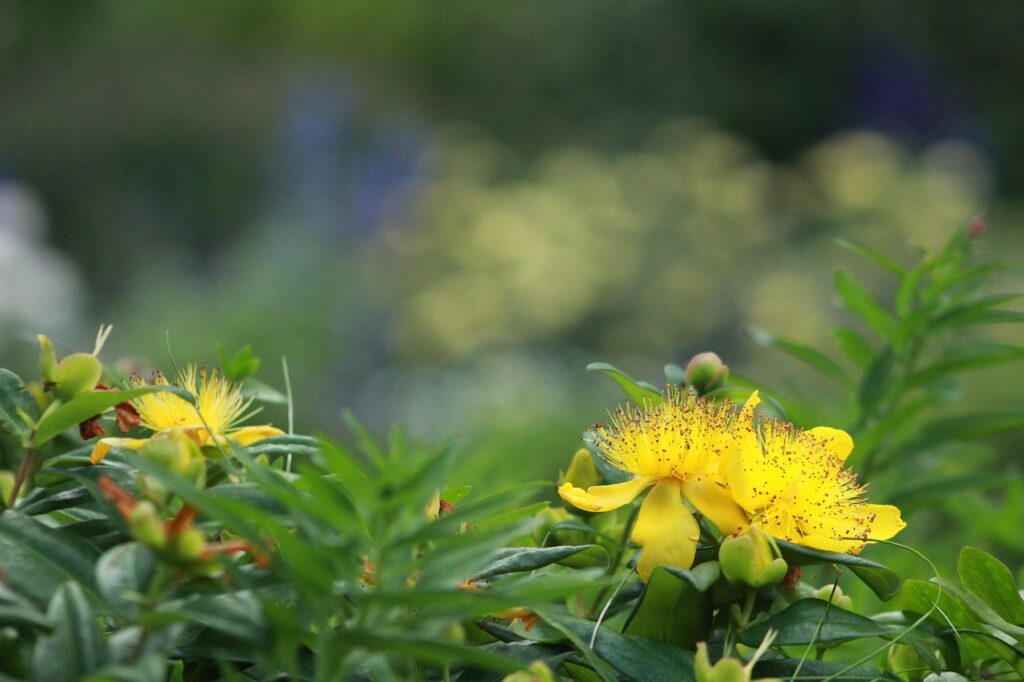 Zoloft vs Wellbutrin: Comparing Antidepressants