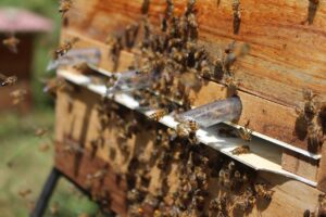 amoxicillin rash vs hives