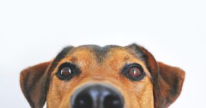 carprofen vs gabapentin for dogs