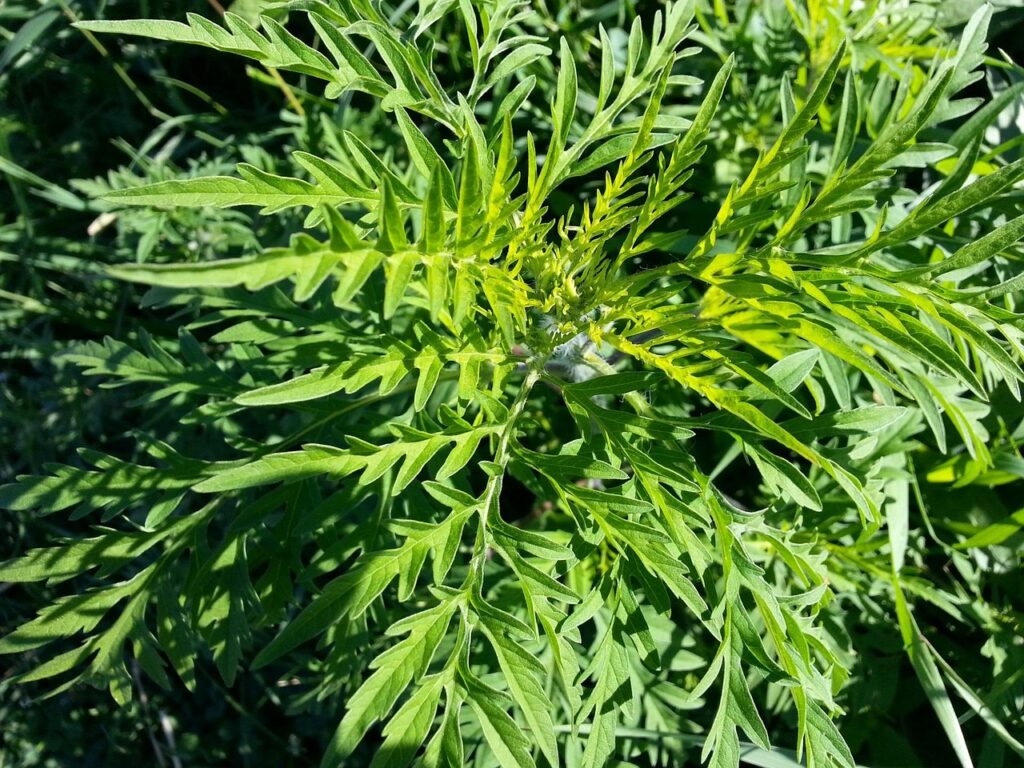 Childhood Allergies: Diagnosis, Triggers, and Management