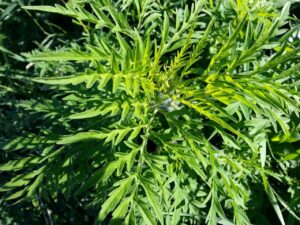 childhood allergies guide