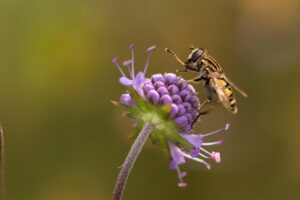 how to taper off bupropion