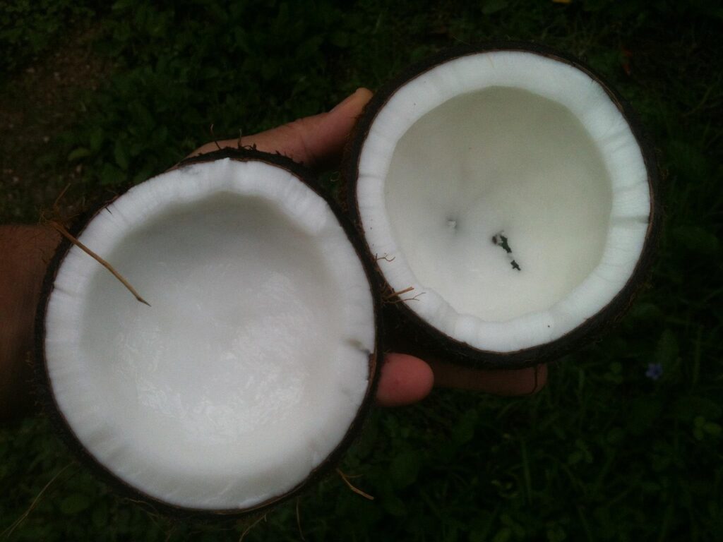 Is Coconut Oil Healthy? Benefits, Risks, and What Experts Say