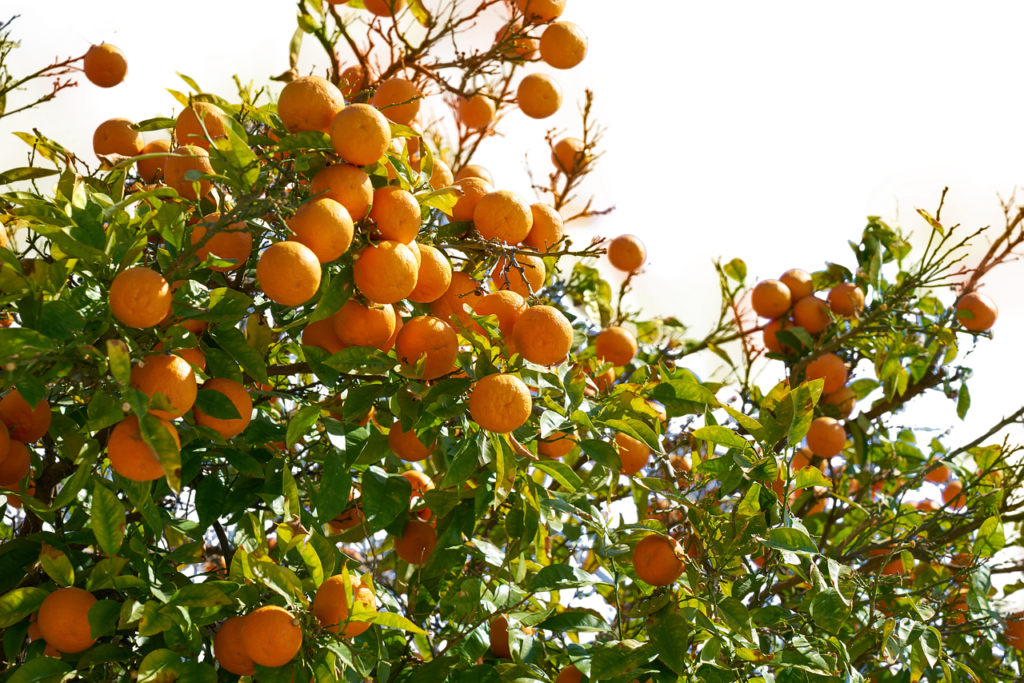 Is Orange Juice Healthy? Sugar, Vitamins, and the Truth