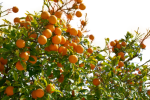 is orange juice healthy