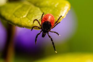 lyme disease ultimate guide