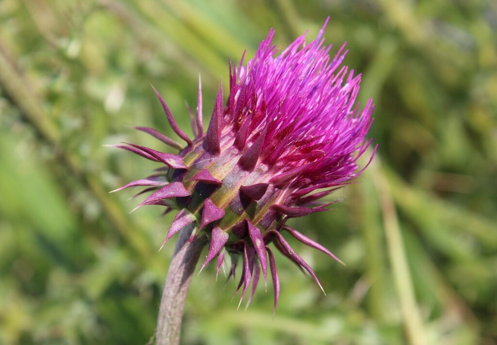 Milk Thistle Benefits: Liver Support and Its Limits