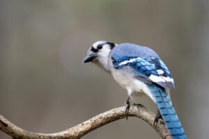 mounjaro side effects cancer