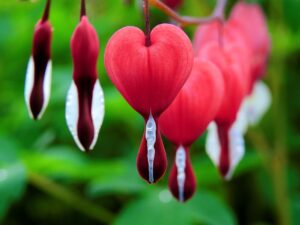 symptoms of heart failure