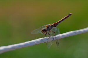 symptoms of low estrogen