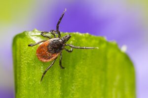symptoms of lyme disease