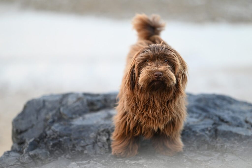 What Is Prednisone Used for in Dogs? Uses, Side Effects, and Cautions