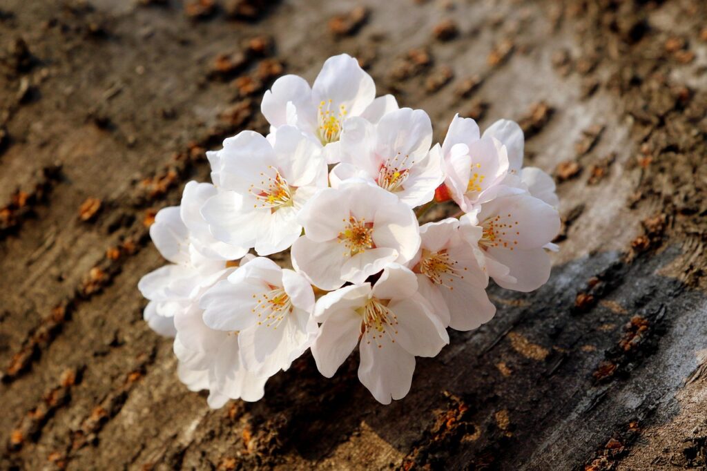 White Willow Bark vs Ibuprofen: Differences, Uses, and Which Is Better