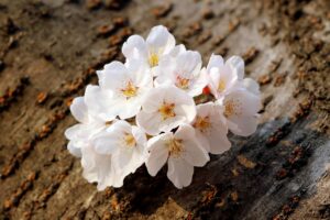 white willow bark vs ibuprofen